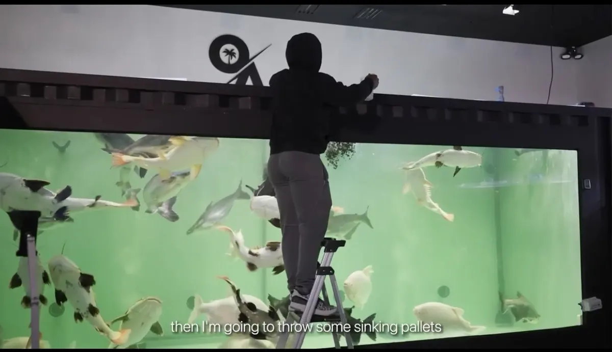 The Fish Tanks