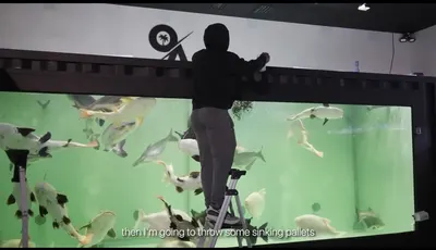 The Fish Tanks